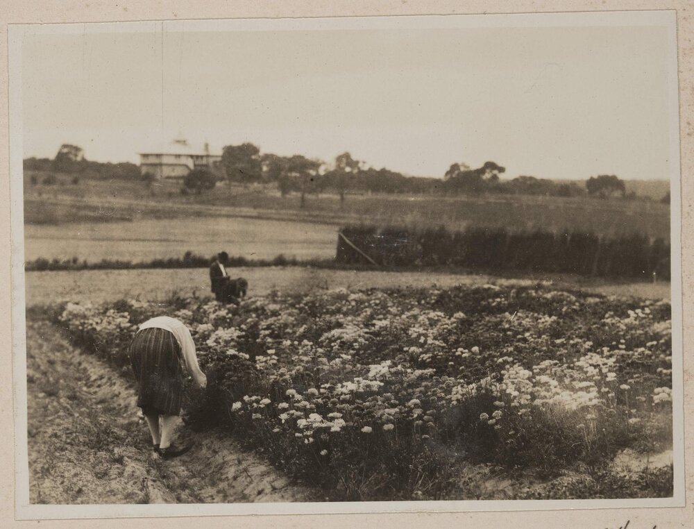 Ranunculus at Westerfield