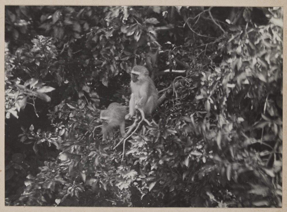 [Two Vervet Monkeys, Durban]