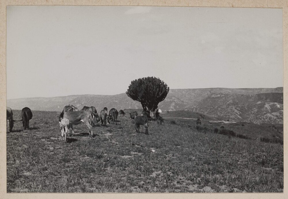 [Grazing donkeys, the Valley of a Thousand Hills near Durban]