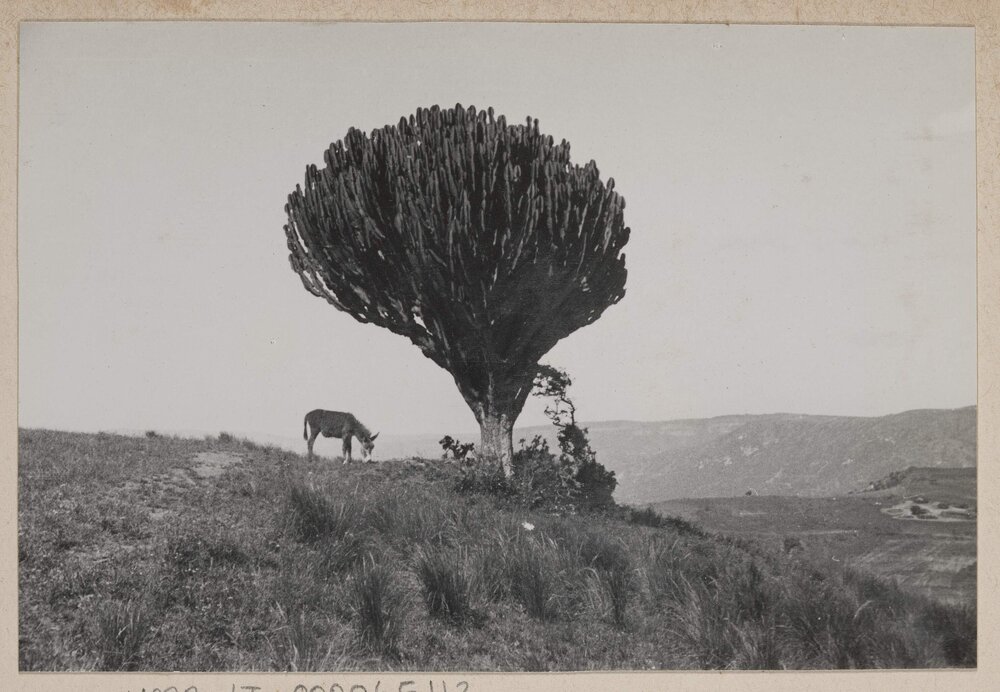 [Grazing donkey, the Valley of a Thousand Hills near Durban]