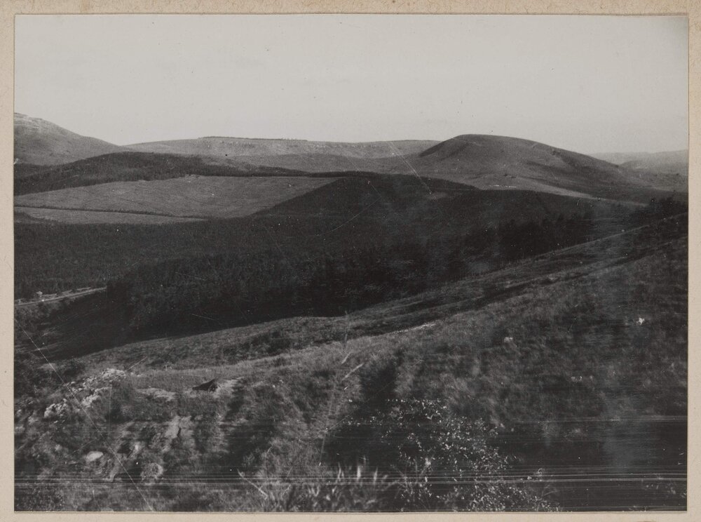 Wattle plantations - Natal