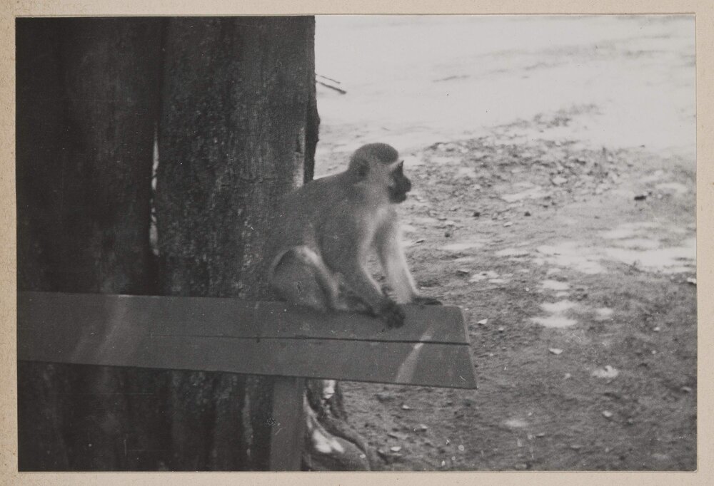 [Vervet Monkey, South Africa]