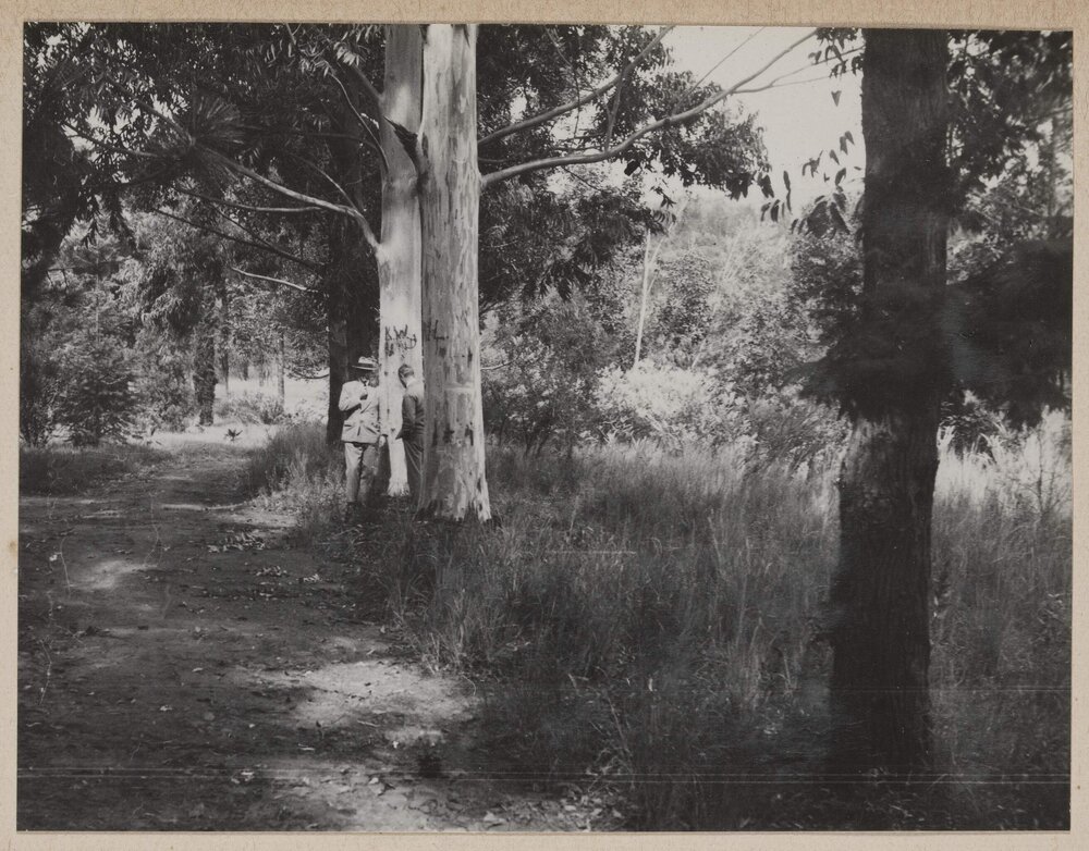 [Inspecting tree trunk]