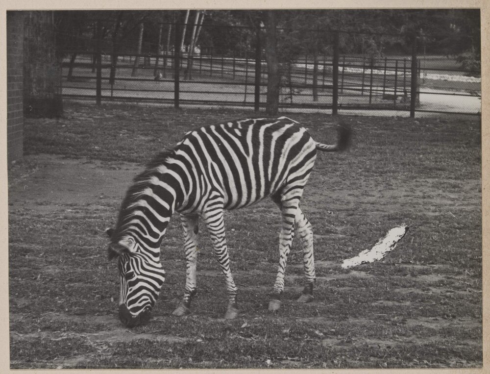 In Johannesburg Zoo [South Africa]