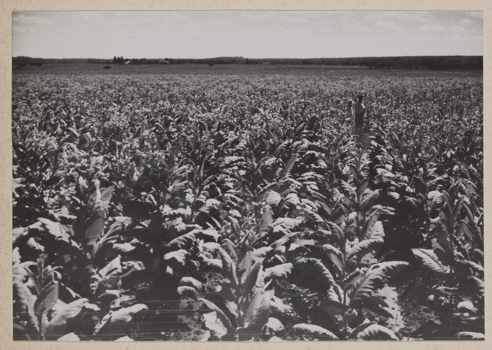 [Tobacco crop, Bolton, Zimbabwe]