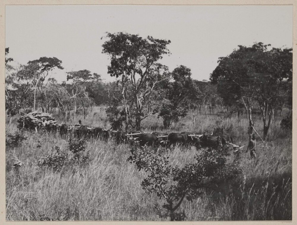 [Bullock team hauling wagon of harvested tobacco] Bolton [Zimbabwe]