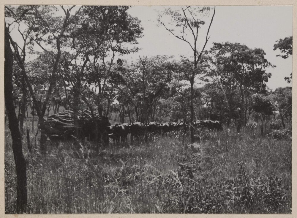 [Bullock team hauling wagon of harvested tobacco Bolton, Zimbabwe]