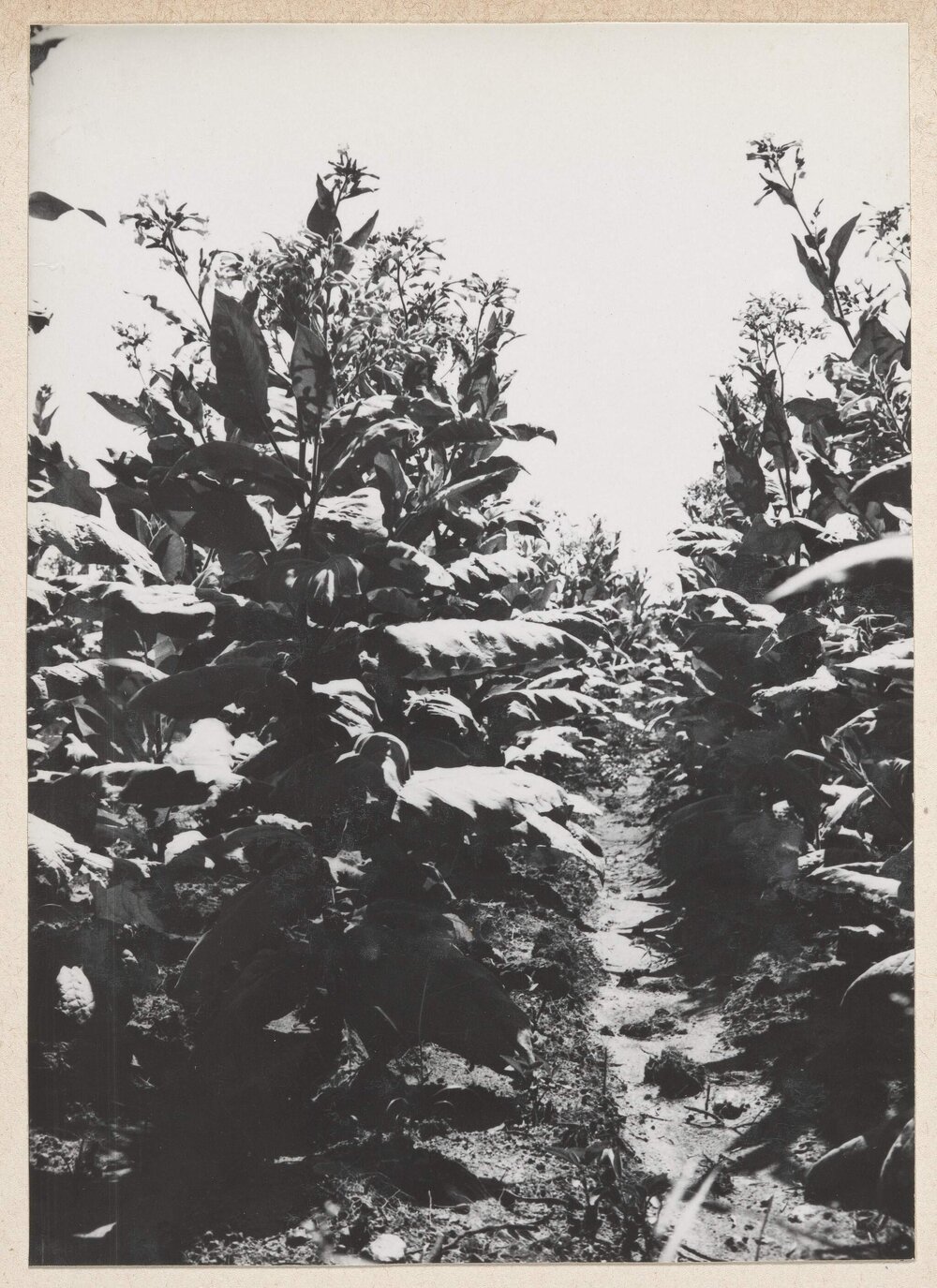 [[Tobacco plants, Bolton, Zimbabwe]