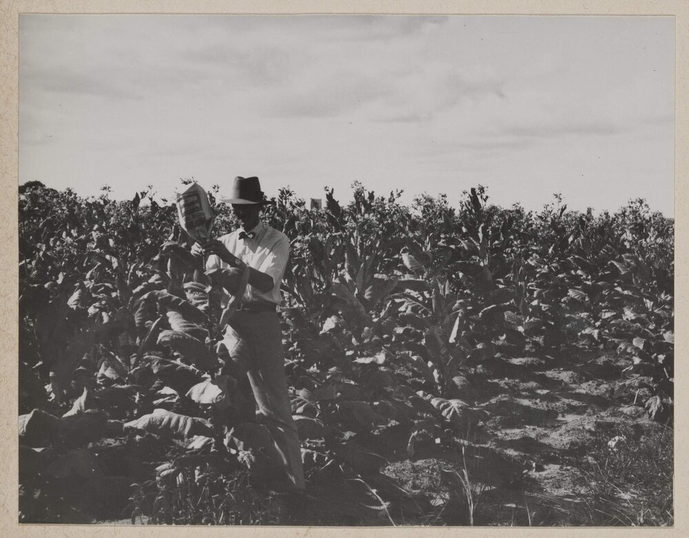 [Assessing tobacco plants, Bolton, Zimbabwe]