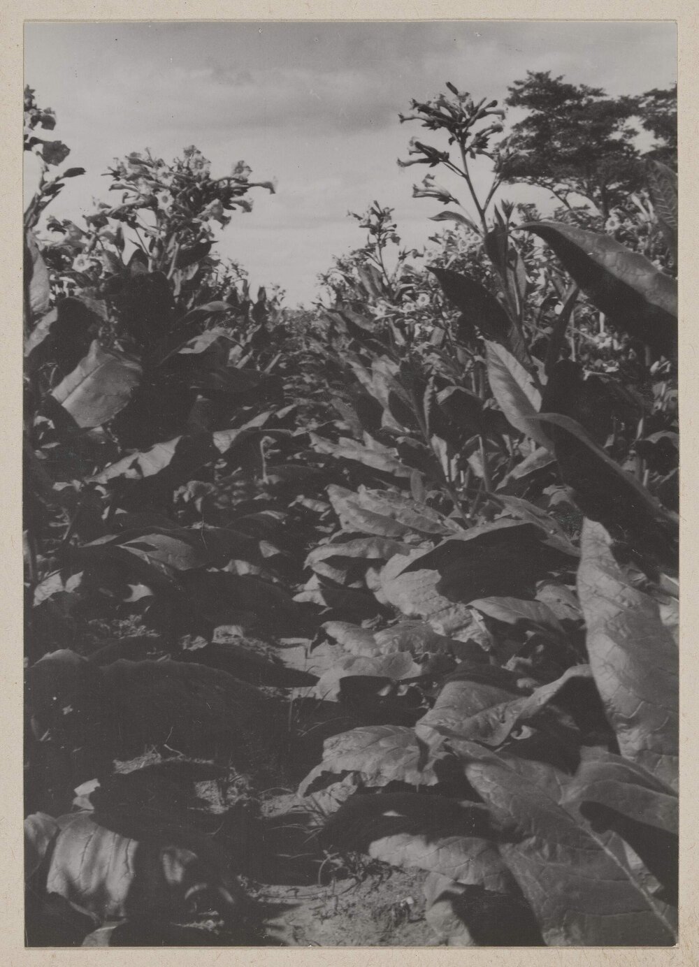 [Tobacco plants, Bolton, Zimbabwe]