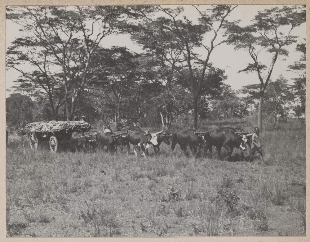 [Bullock team hauling wagon of harvested tobacco Bolton, Zimbabwe]