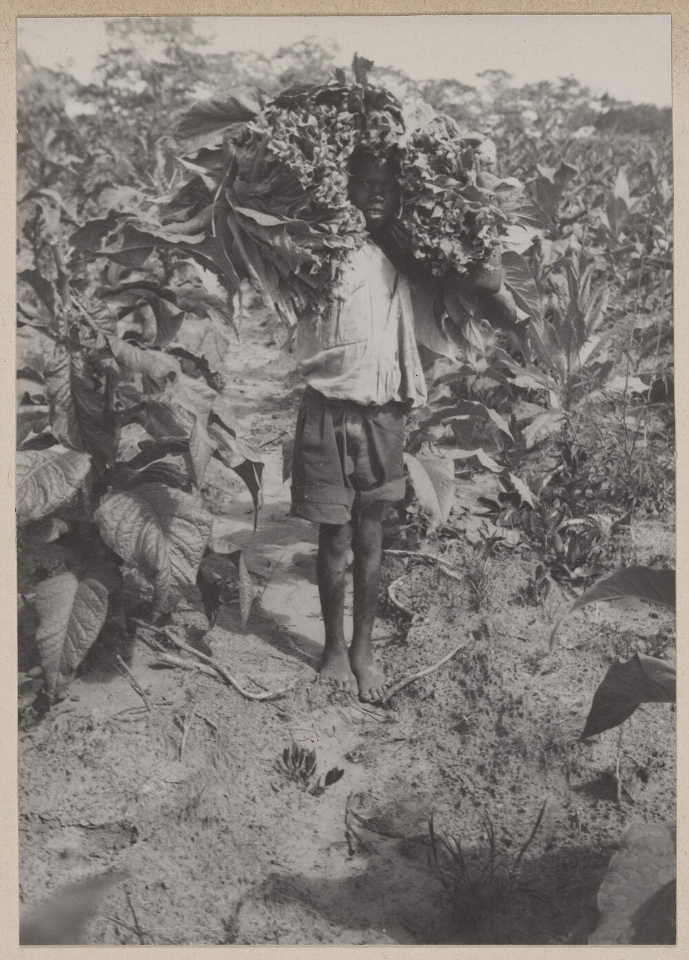 [Boy carrying harvested tobacco, Bolton, Zimbabwe]