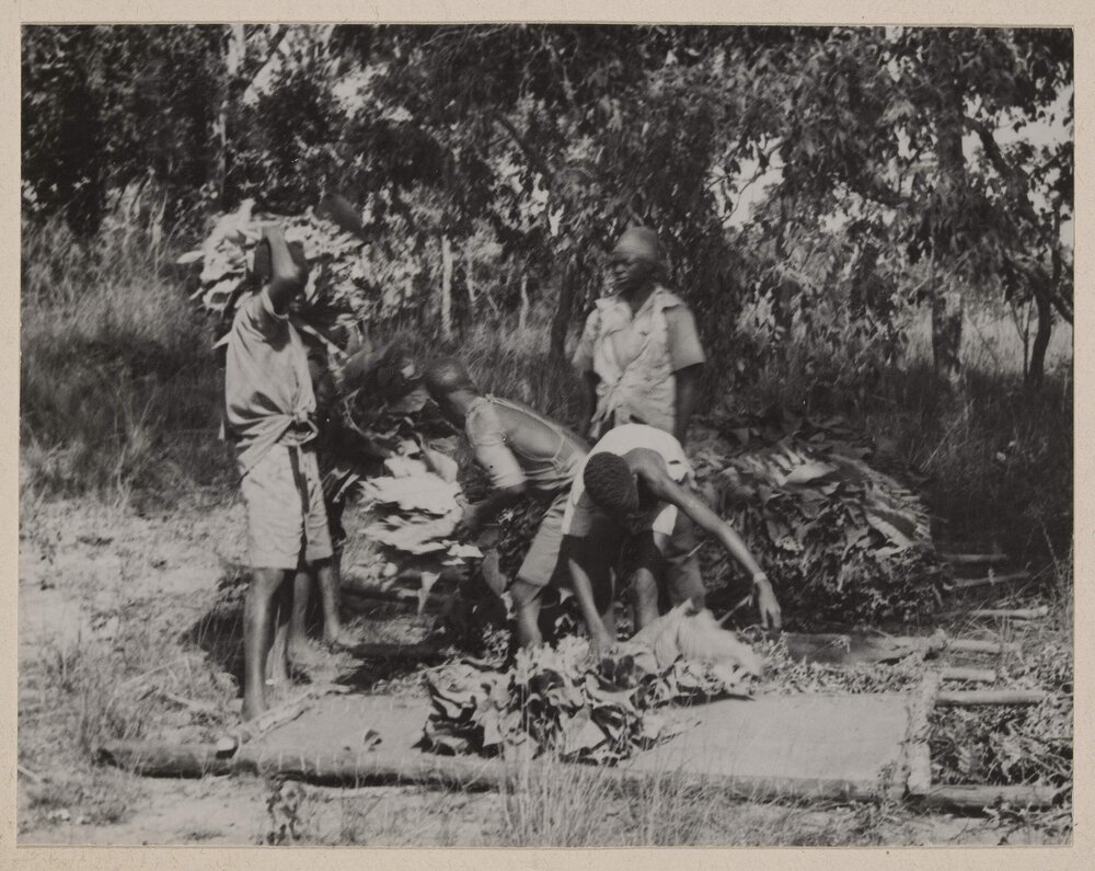 [Stacking tobacco leaves, Bolton, Zimbabwe]