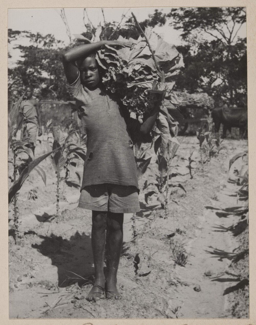 [Boy carrying tobacco leaves, Bolton Zimbabwe]