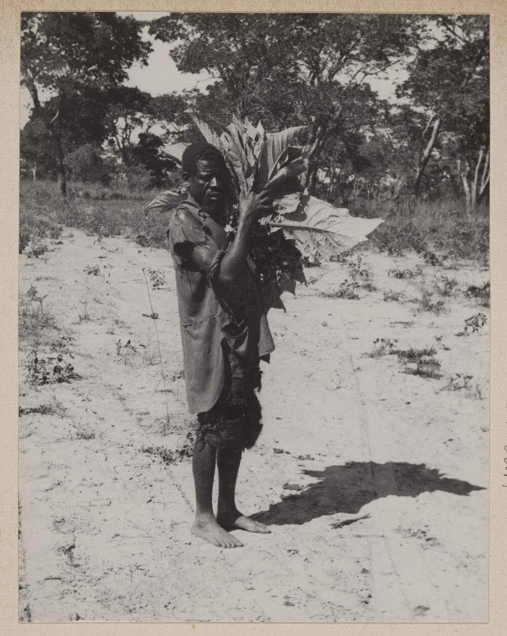 [Man carrying tobacco leaves, Bolton, Zimbabwe]