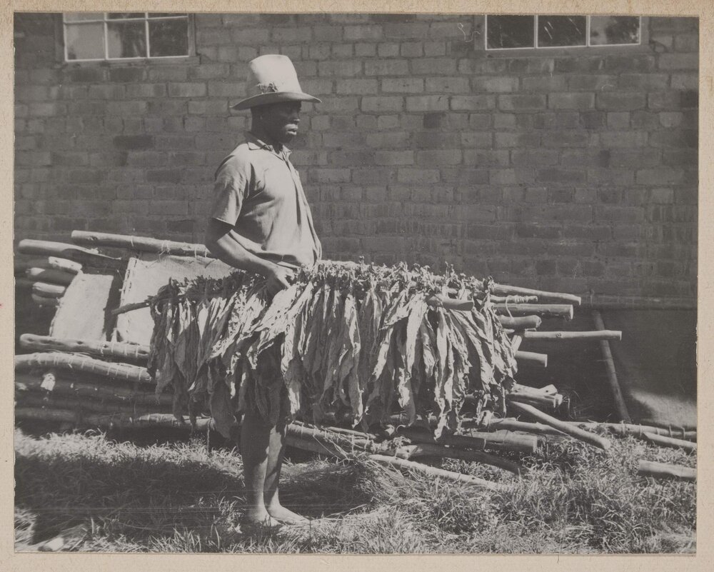 [Tobacco drying process, Bolton, Zimbabwe]