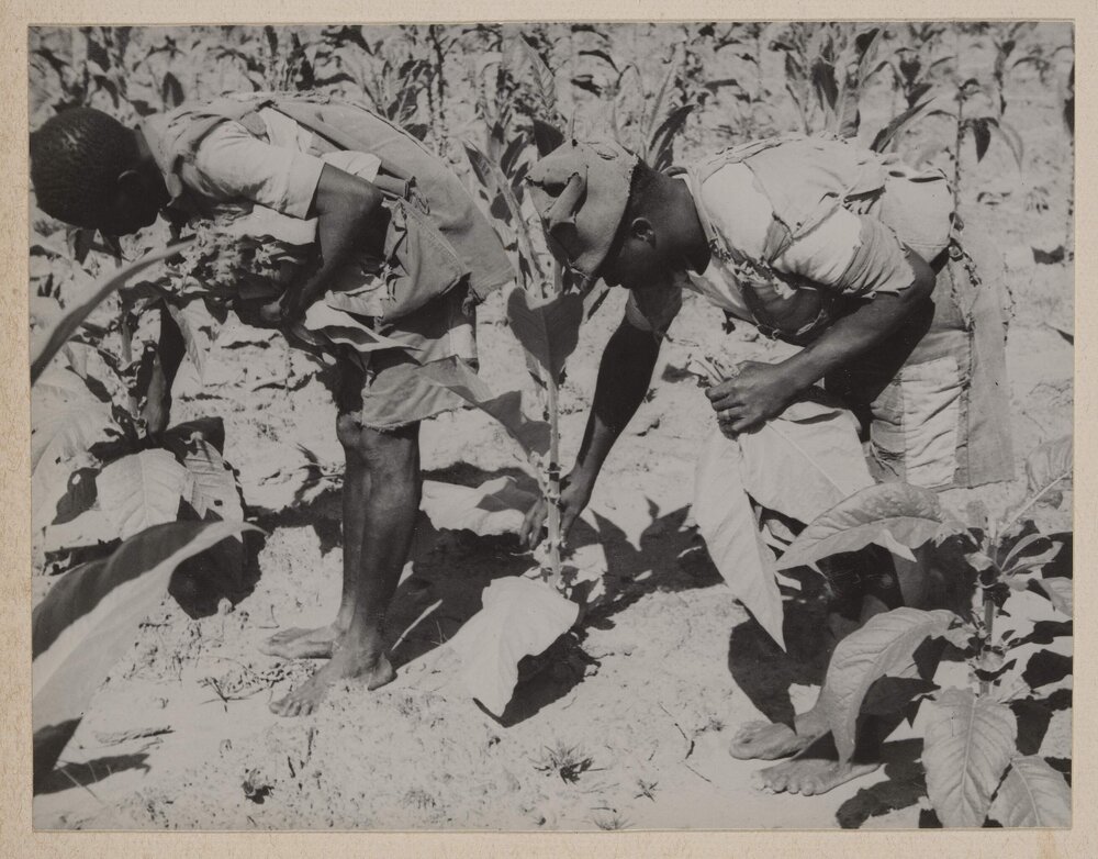 [Tobacco farm, Bolton, Zimbabwe]
