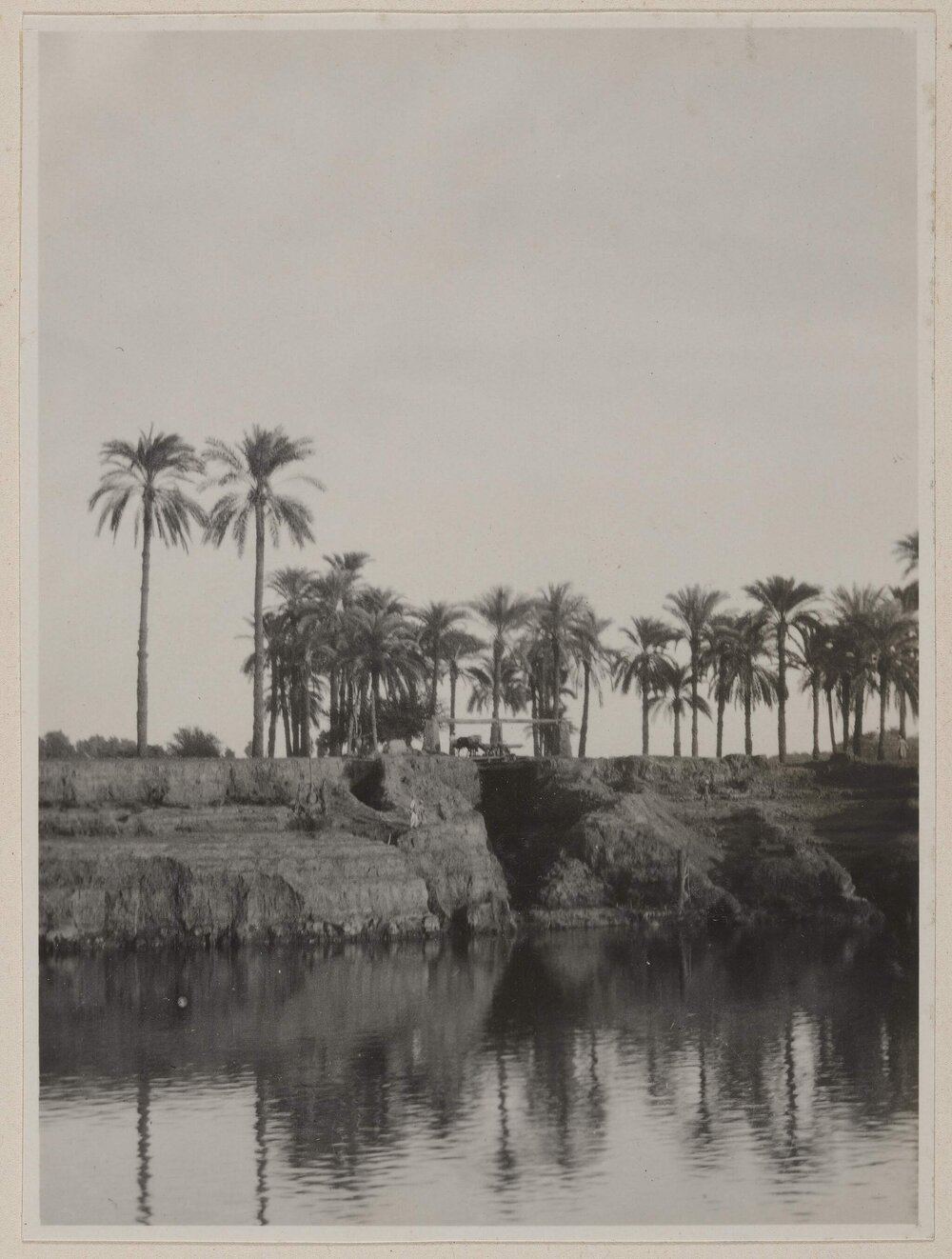 [View of Date Palm trees, Egypt]