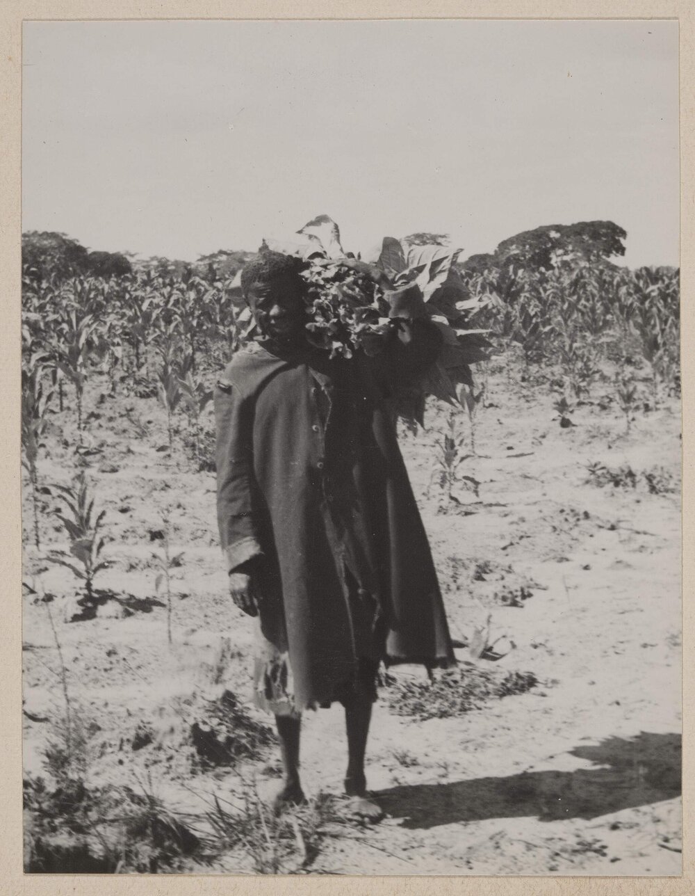 [Tobacco farm, Bolton, Zimbabwe]