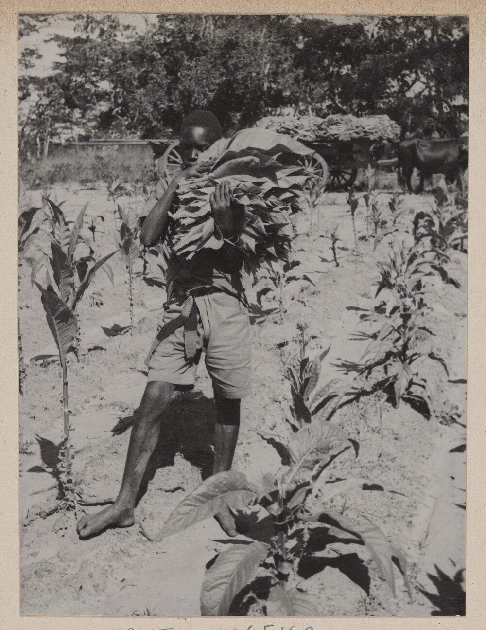 [Tobacco farm, Bolton, Zimbabwe]