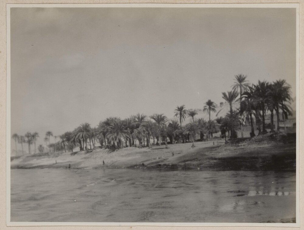 [Date Palm trees, Egypt]