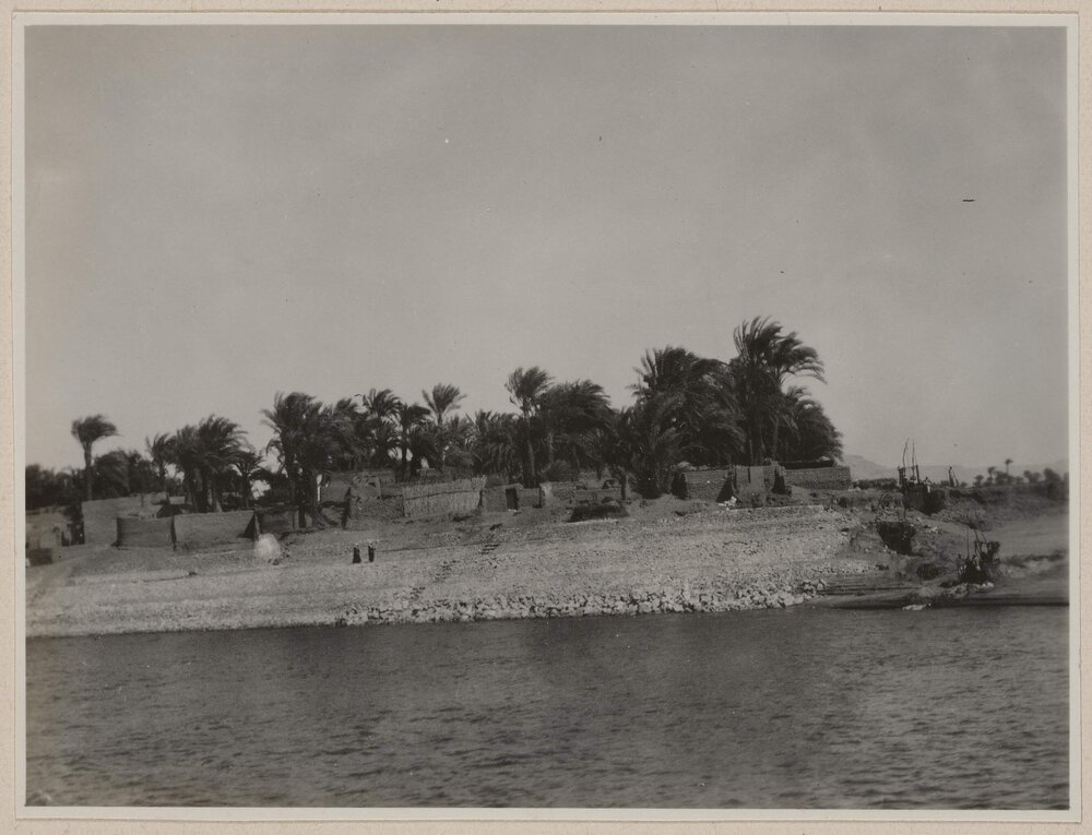 [Date Palm trees, Egypt]