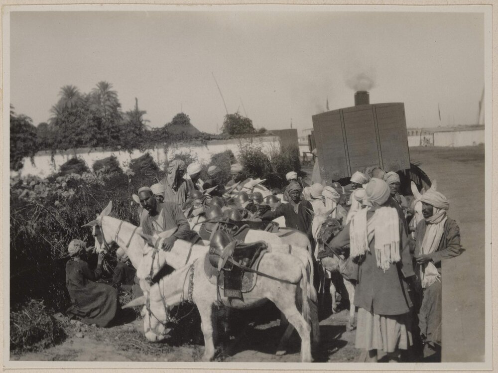 Donkeys at Asyut [Egypt]