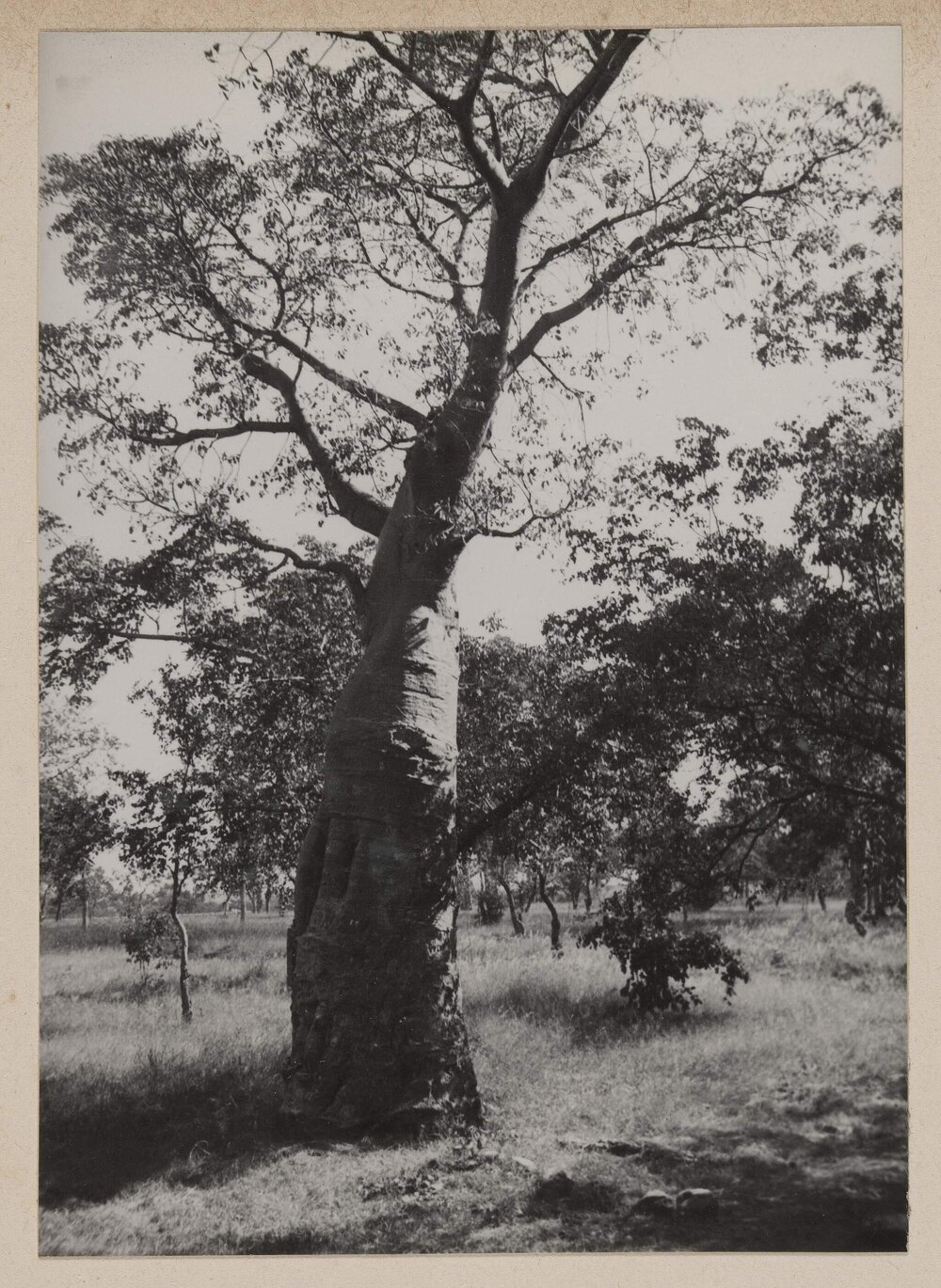 [Baobab tree]