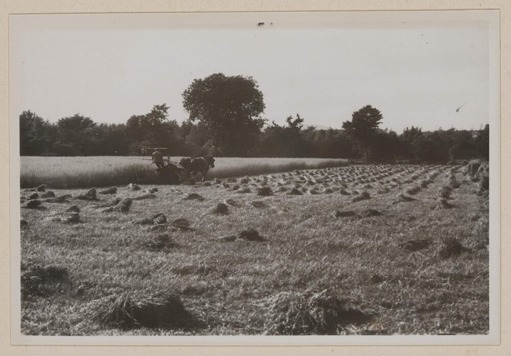 [Man ploughing field]
