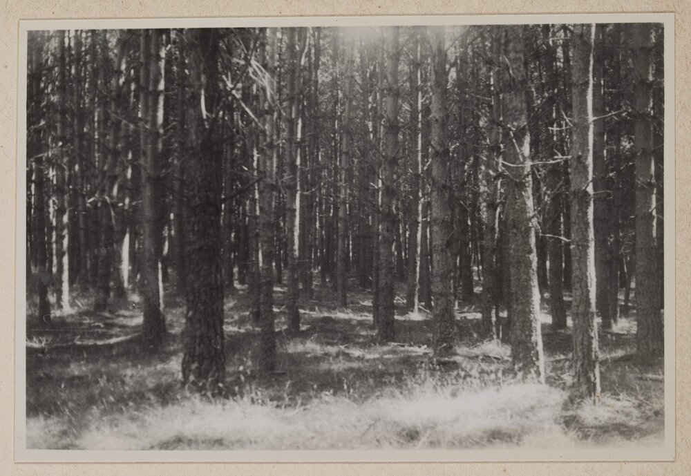 [Trees growing in forest]