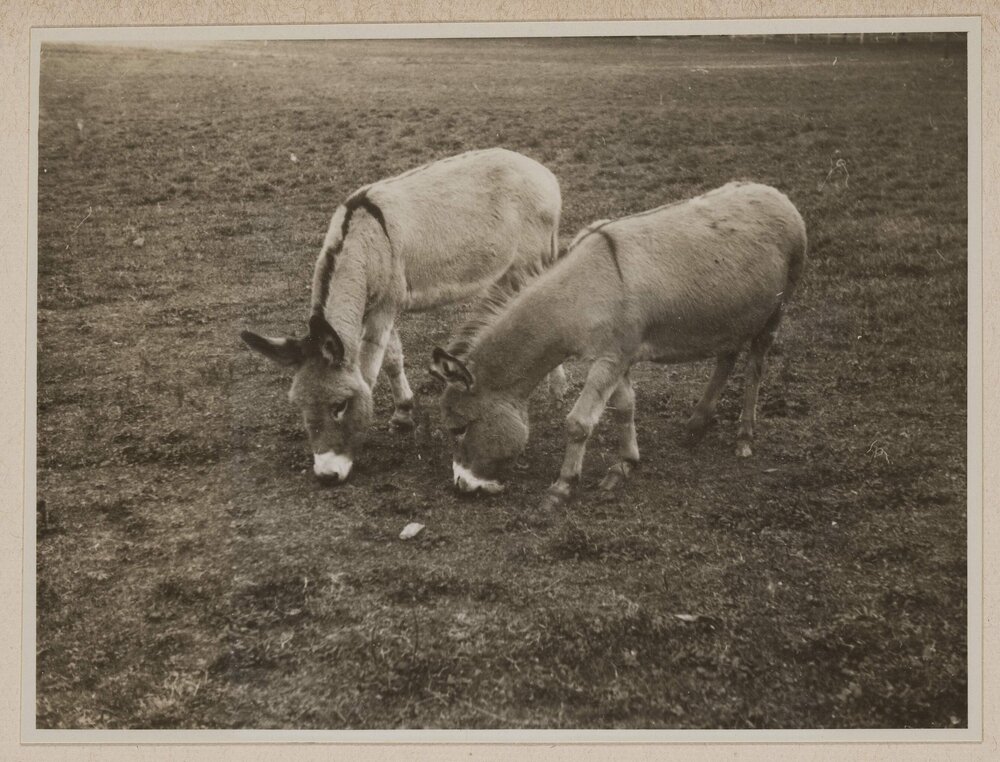 [Donkeys - Carcassonne, France]
