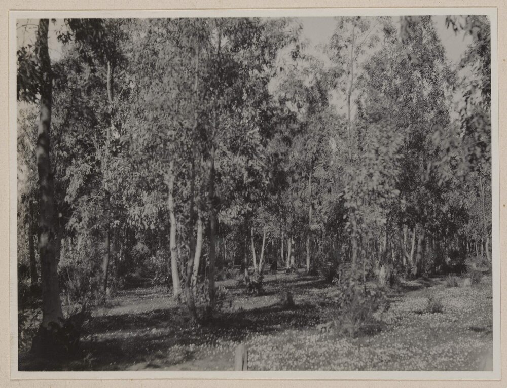 [Forest with multi stemmed trees]
