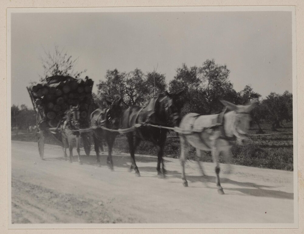 [Mules pulling cart carrying logs]