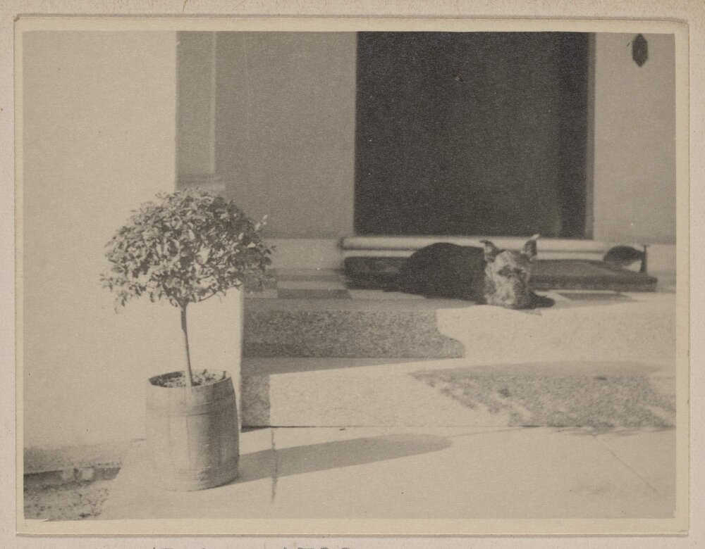 [Scottish terrier dog at Miegunyah]