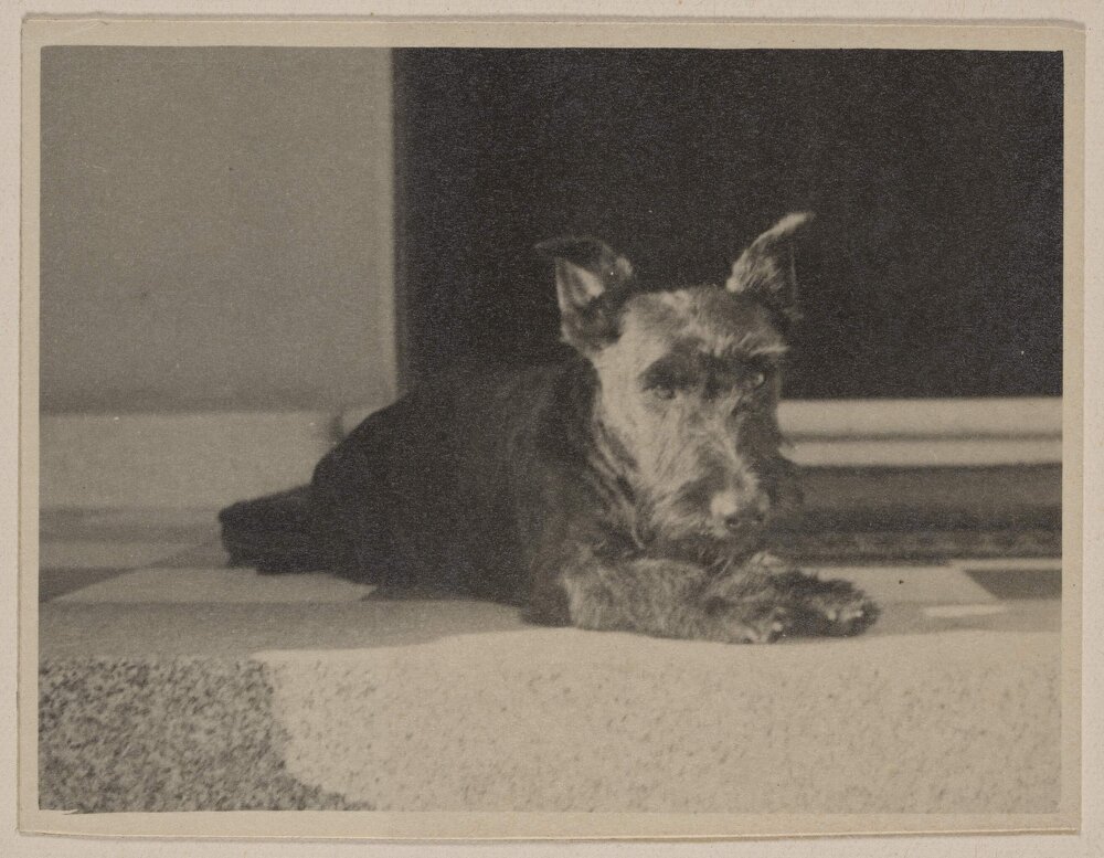 [Scottish terrier dog at Miegunyah]