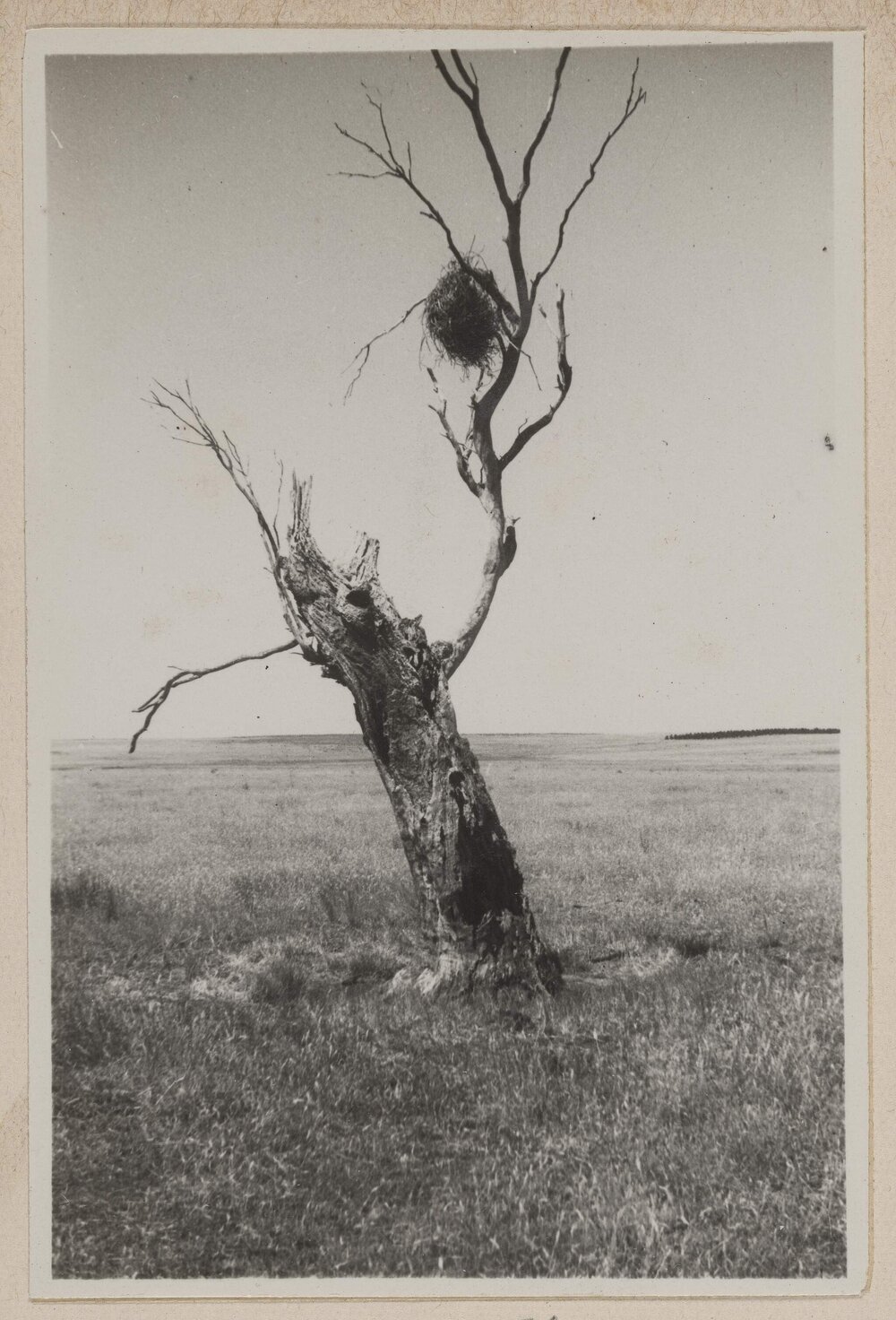 [Birds nest in tree - Barwidgee, Victoria]