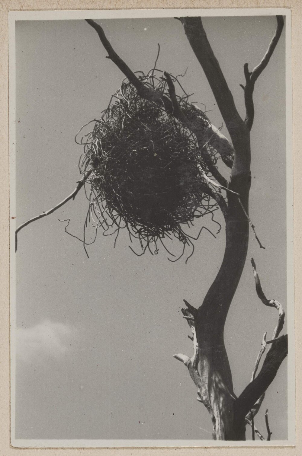 [Birds nest in tree - Barwidgee, Victoria]