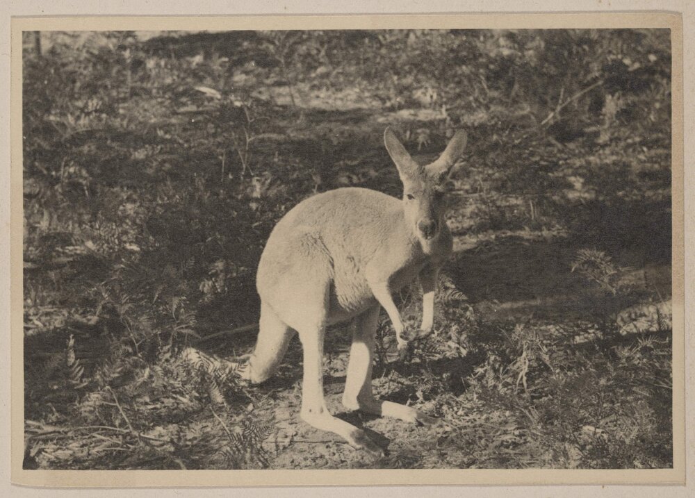 [Kangaroo at] Frankston Golf Links