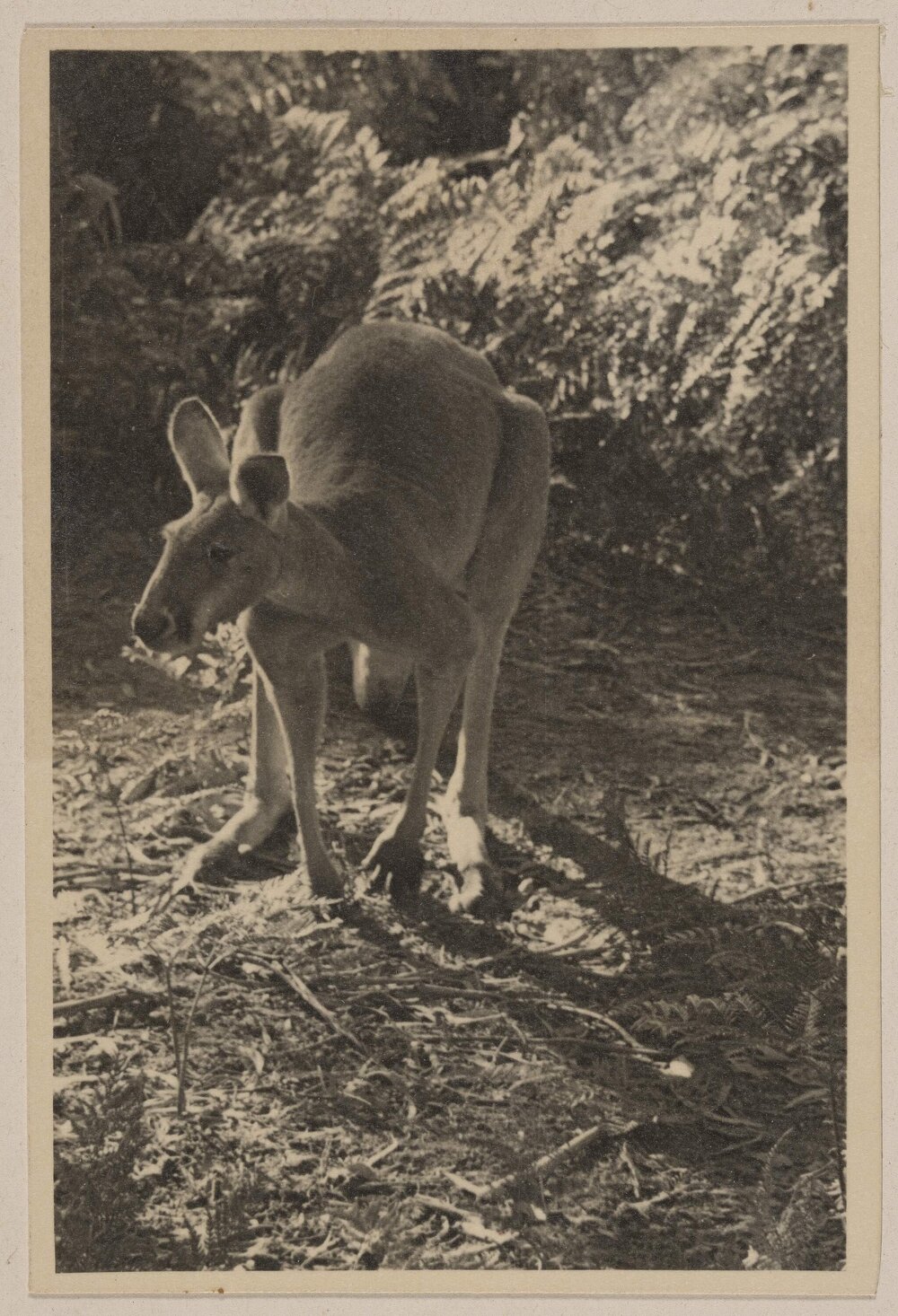 [Kangaroo at] Frankston Golf Links