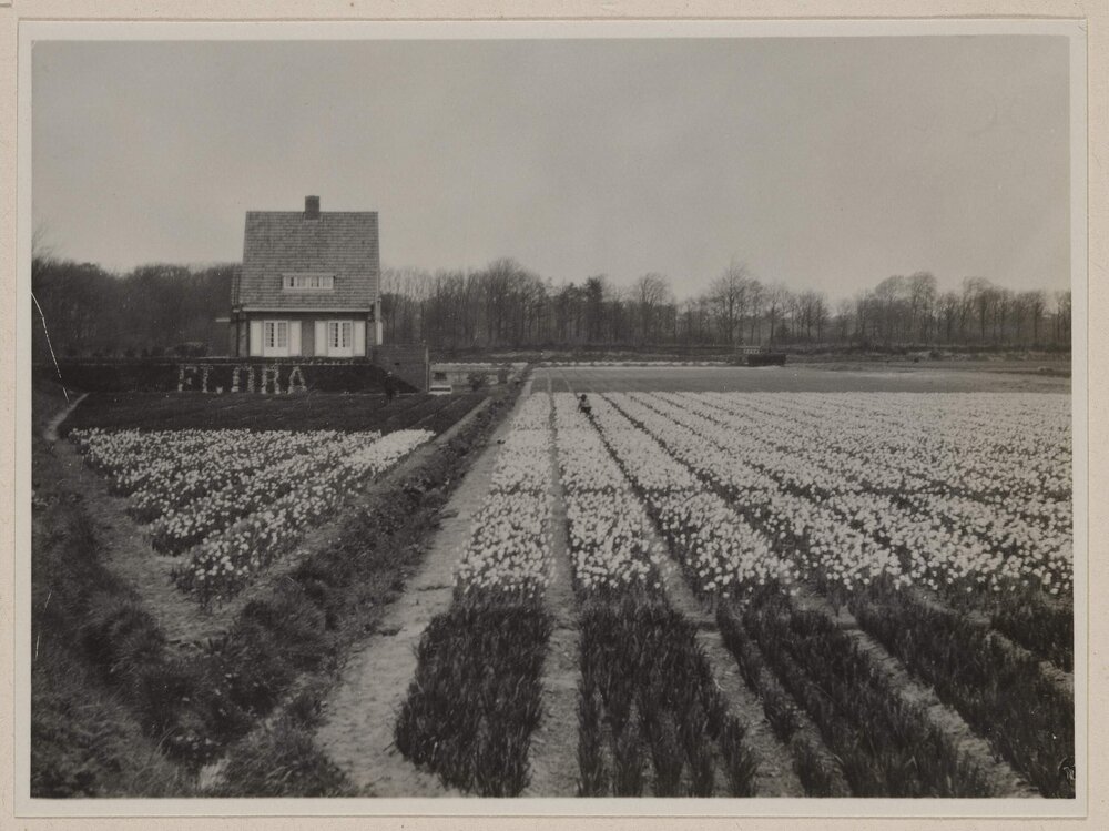 [Field of flowers in the Netherlands]