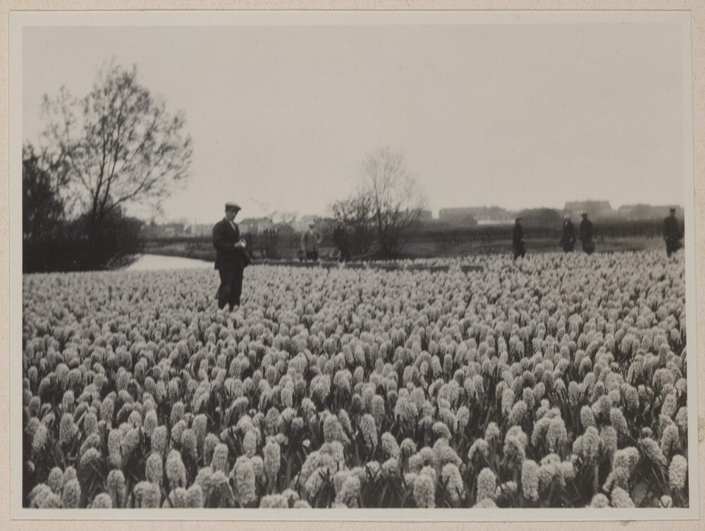 [Hyacinths at Hillegom, Netherlands]