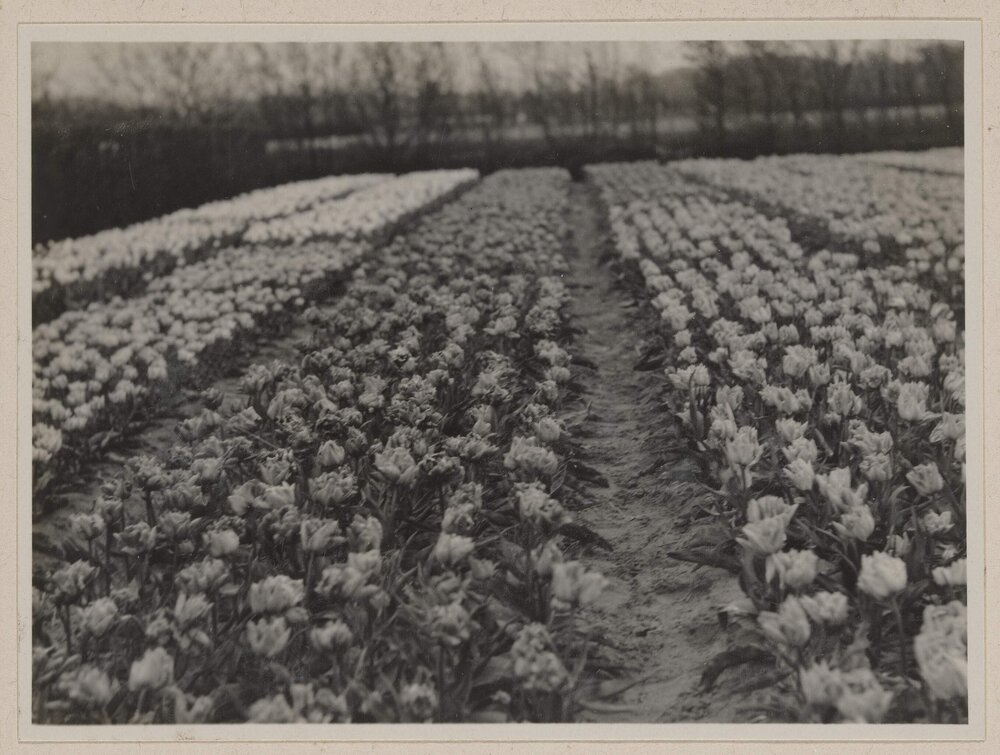 [Tulips at Bloemendaal, Netherlands]
