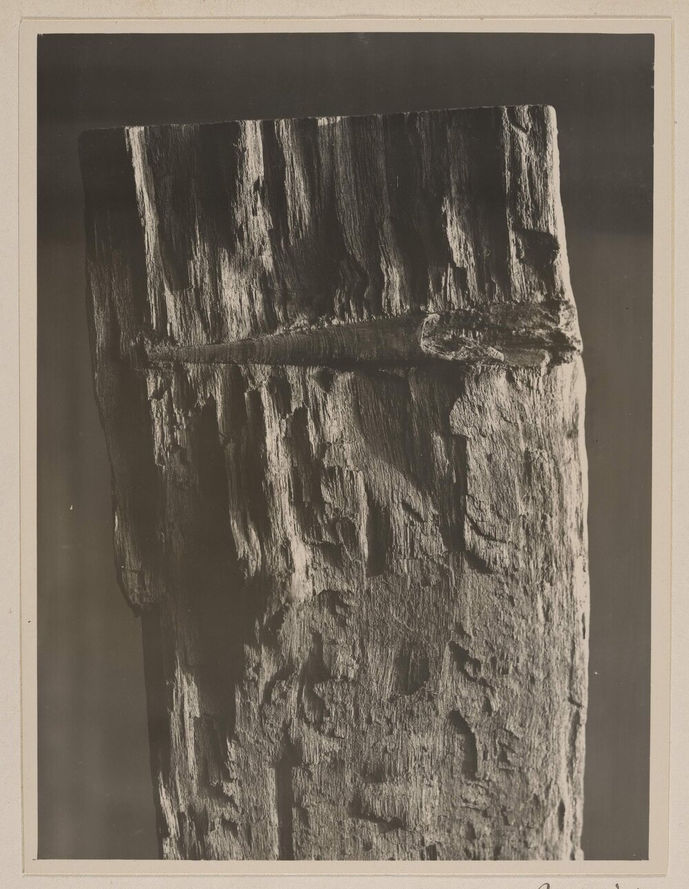 [Tree stump]