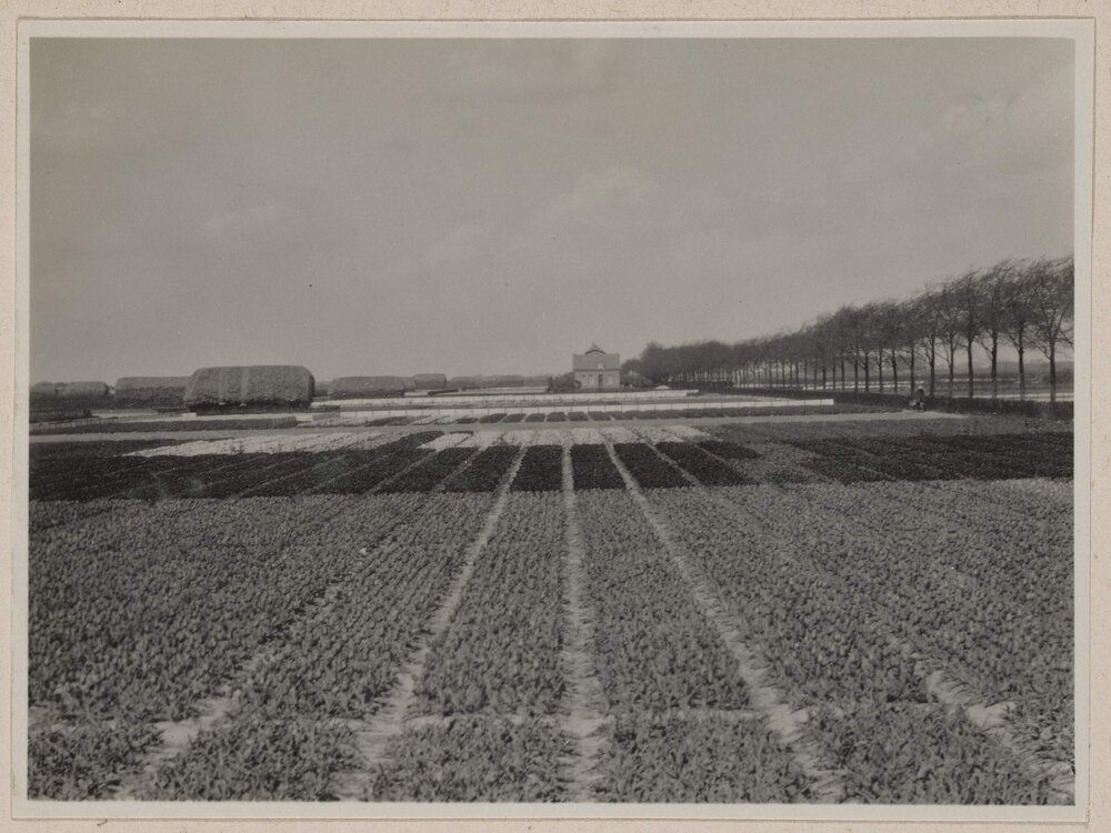 Bulb fields near Lisse [Netherlands]
