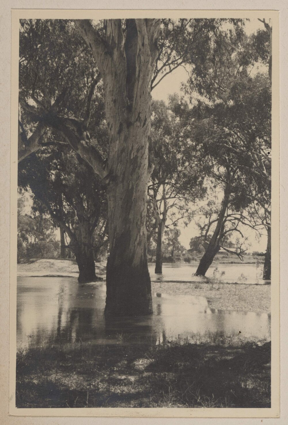 [River Red Gums - Mildura, Victoria]