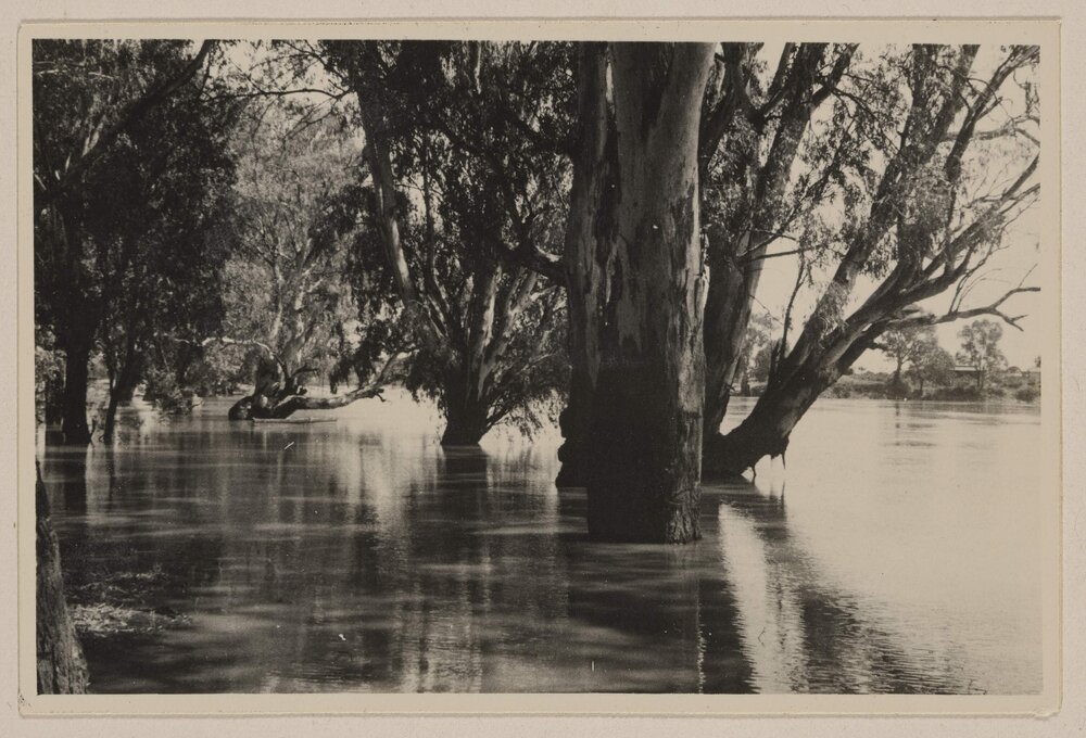 [River Red Gums - Mildura, Victoria]