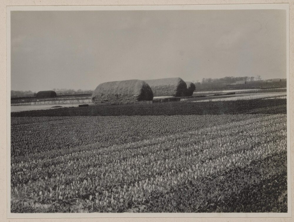 Bulb fields near Lisse [Netherlands]