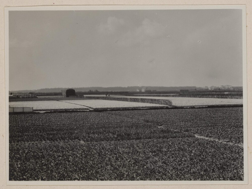 Bulb fields near Lisse [Netherlands]
