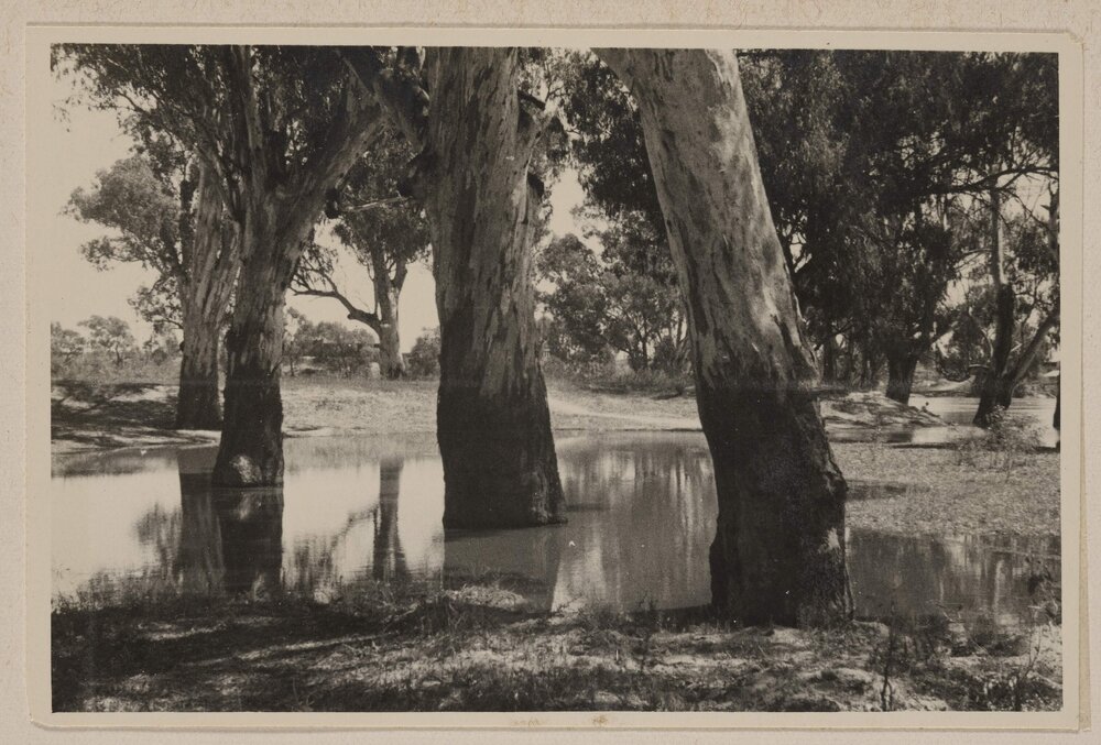 River Red Gums - Mildura [Victoria]