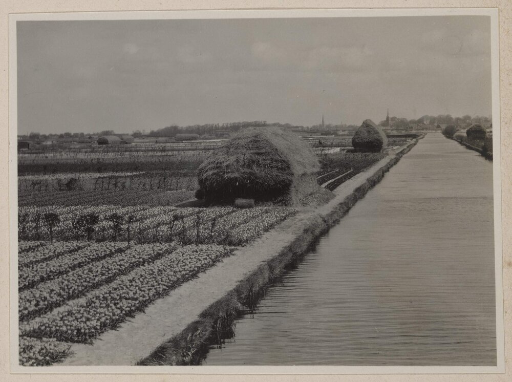 Bulb fields near Lisse [Netherlands]